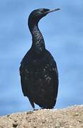 Cormoran pélagique