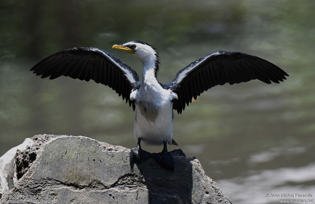 Cormoran pie