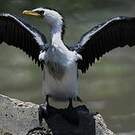 Cormoran pie