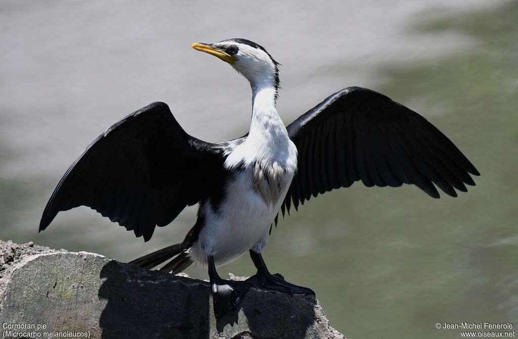 Cormoran pie