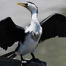 Cormoran pie