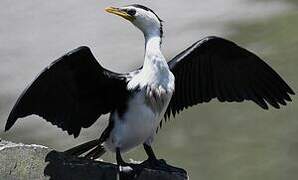 Little Pied Cormorant