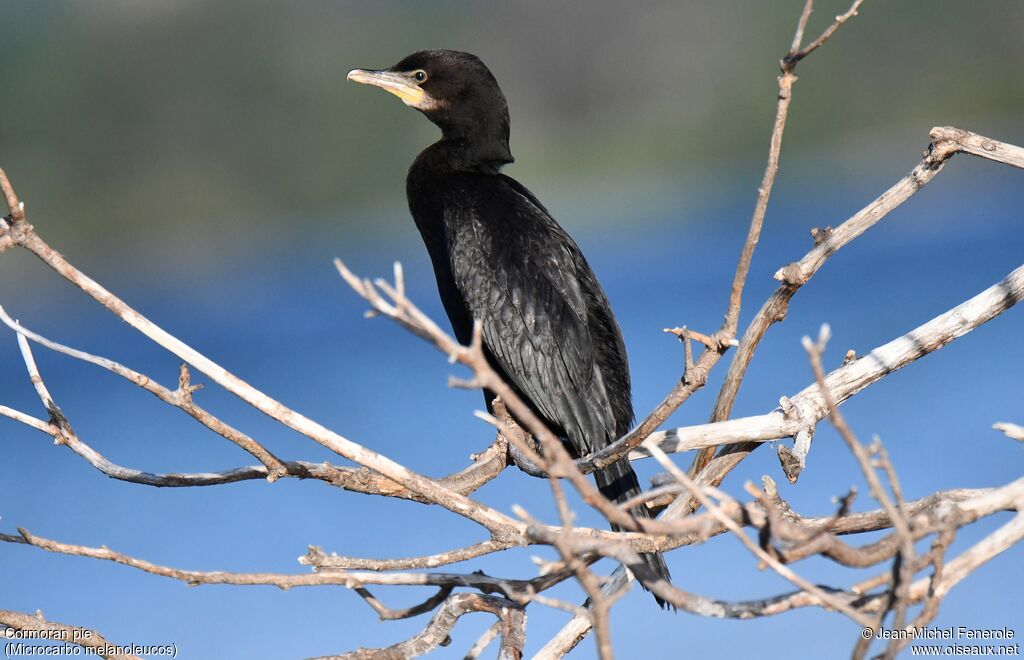 Little Pied Cormorant