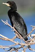 Little Pied Cormorant