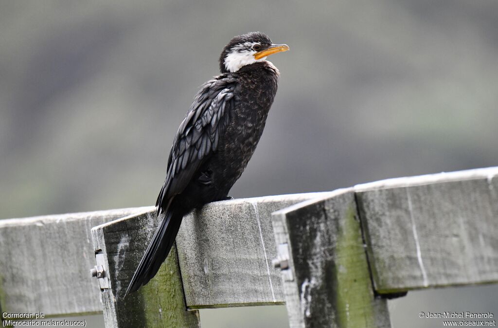 Little Pied Cormorant