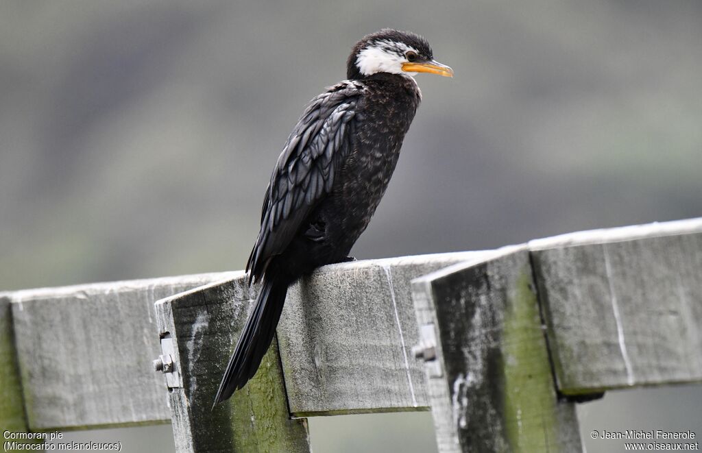 Little Pied Cormorant