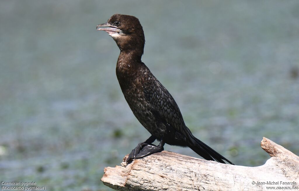 Pygmy Cormorant