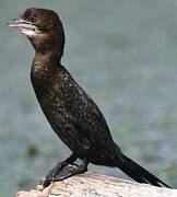 Pygmy Cormorant