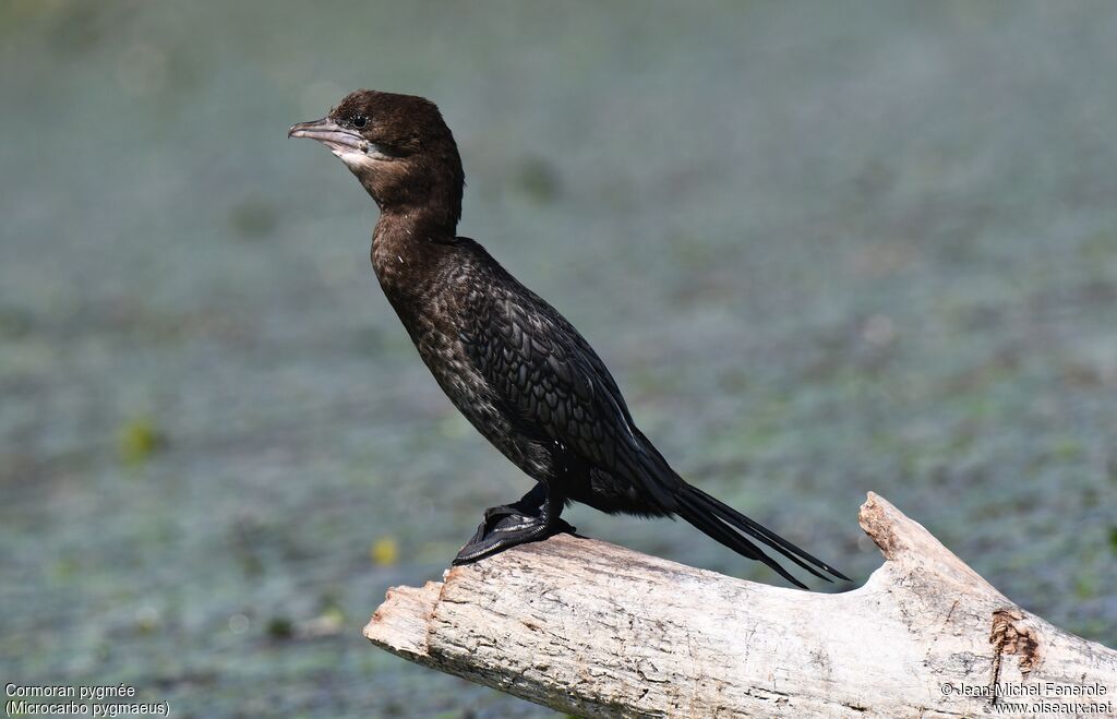 Pygmy Cormorant