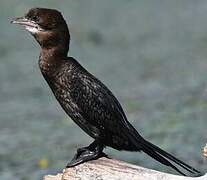 Pygmy Cormorant