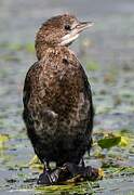 Pygmy Cormorant