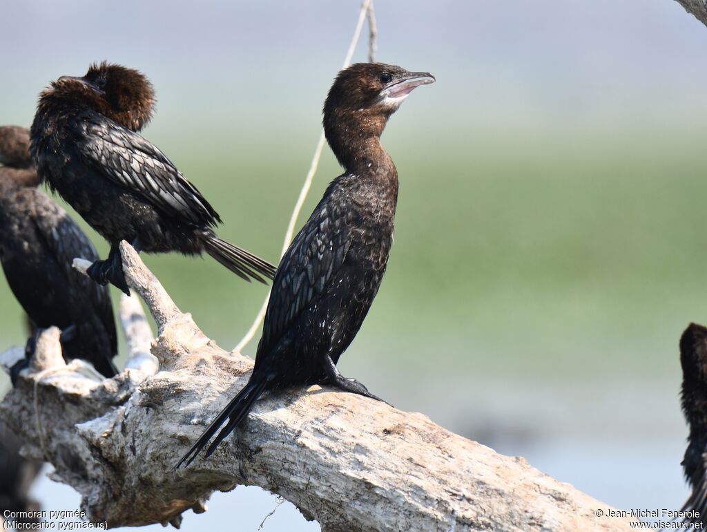 Pygmy Cormorant