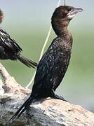 Pygmy Cormorant