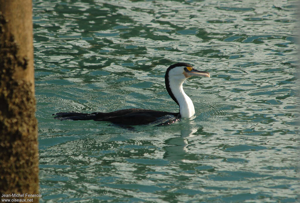 Cormoran variéadulte, nage