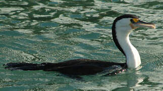 Australian Pied Cormorant