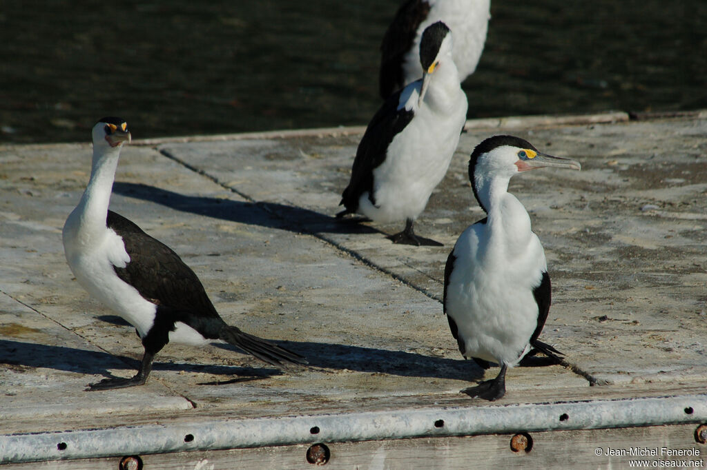 Cormoran varié