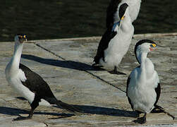 Australian Pied Cormorant