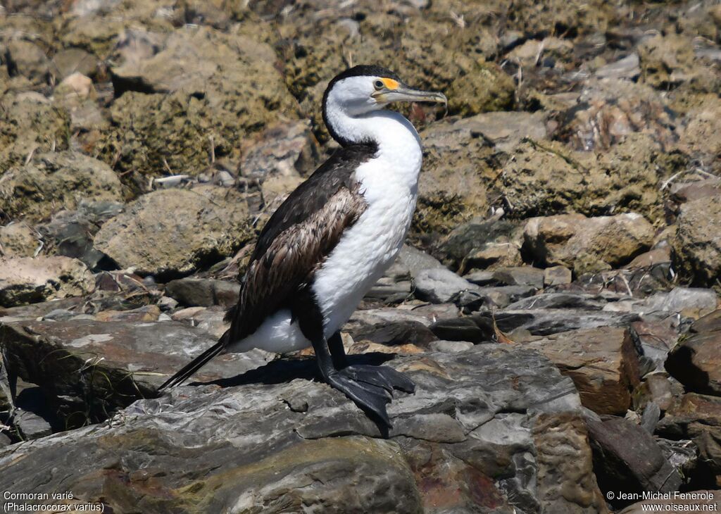 Cormoran varié