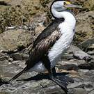 Cormoran varié
