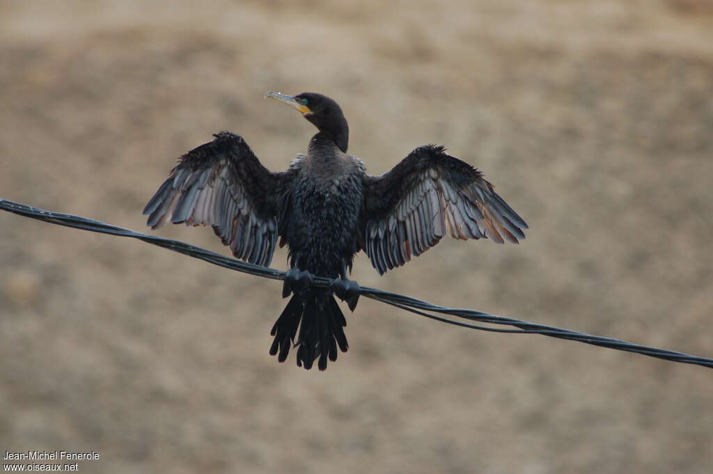 Neotropic Cormorantimmature, moulting, Behaviour