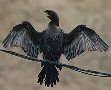 Neotropic Cormorant