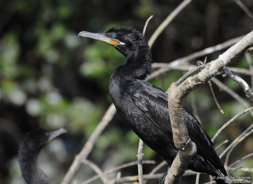 Neotropic Cormorant