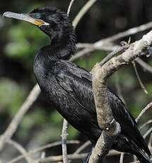 Cormoran vigua