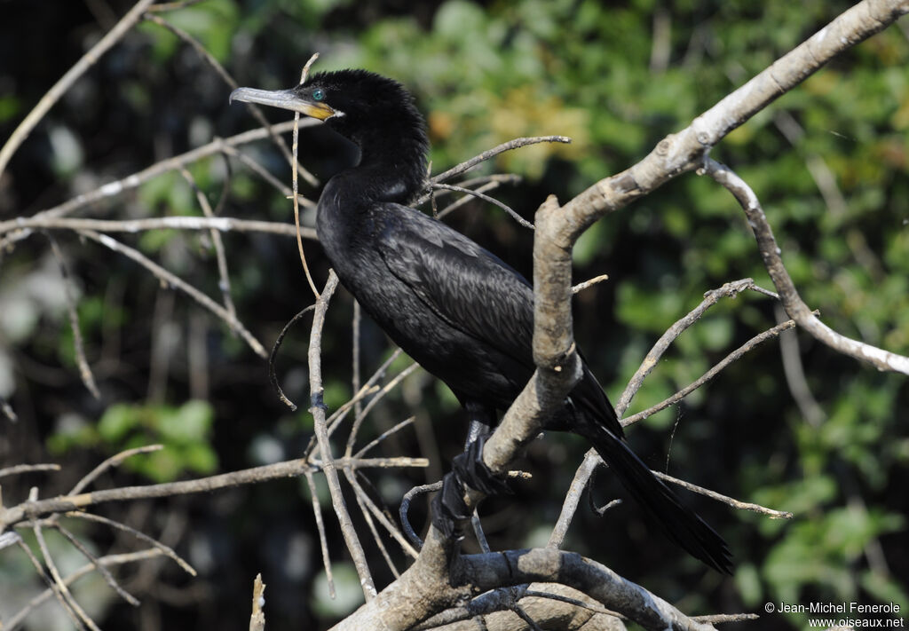 Neotropic Cormorant