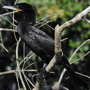 Neotropic Cormorant