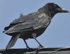 American Crow