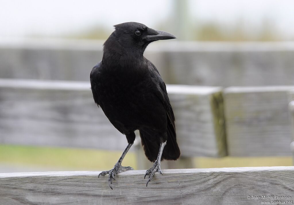 American Crow