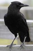 American Crow