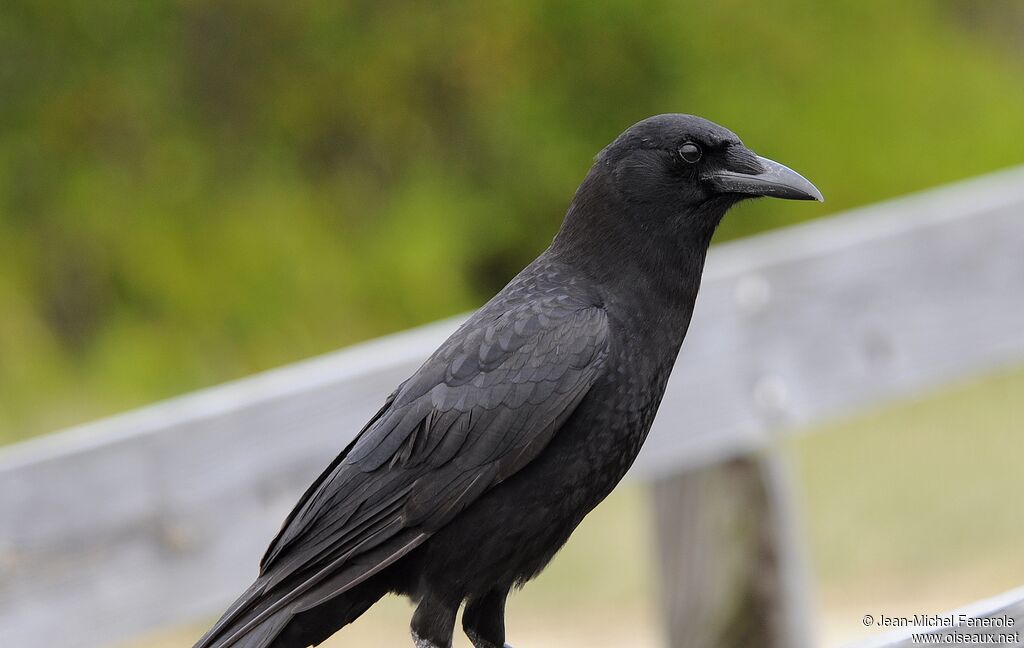 American Crow