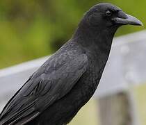 American Crow