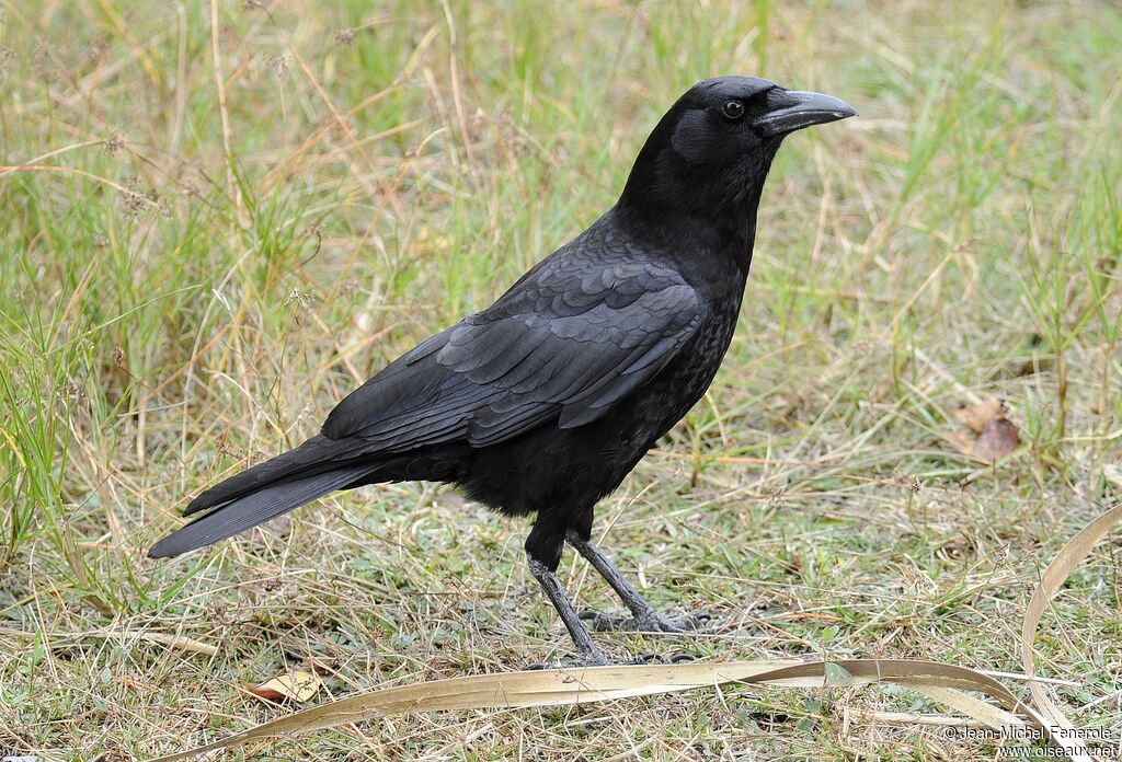 American Crow