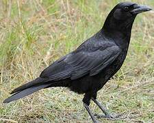 American Crow