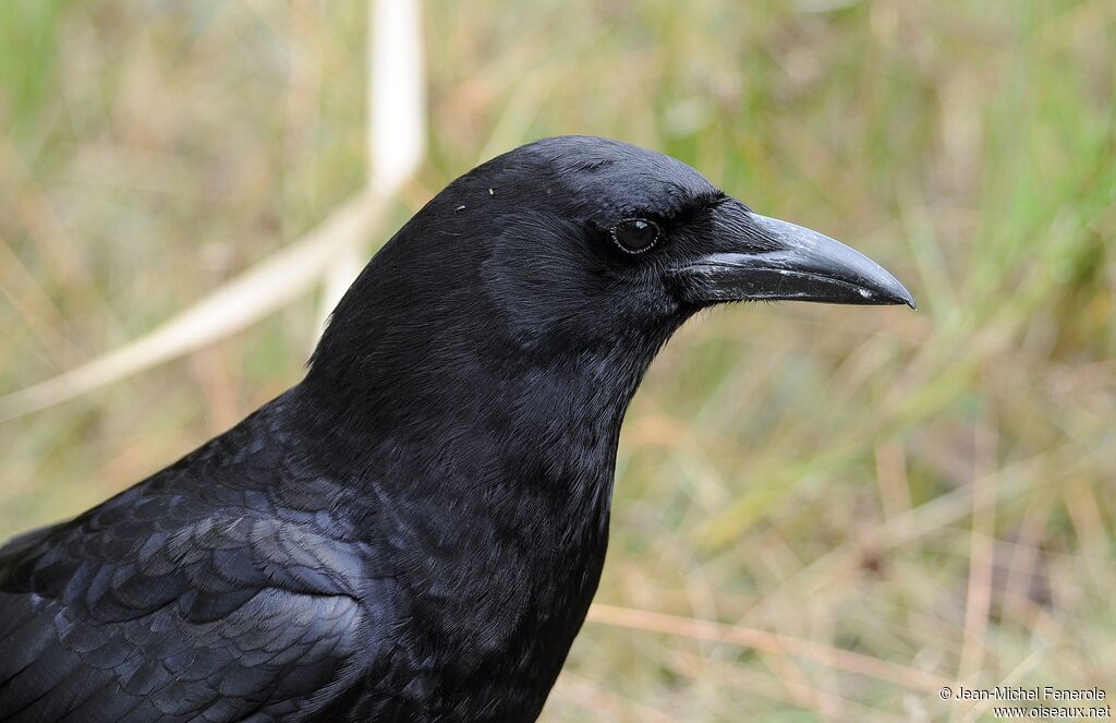 American Crow