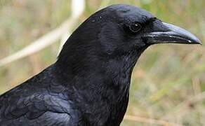 American Crow