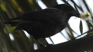 Cuban Crow