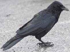 Fish Crow