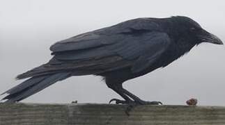 Fish Crow