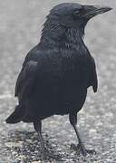 Fish Crow