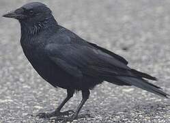 Fish Crow