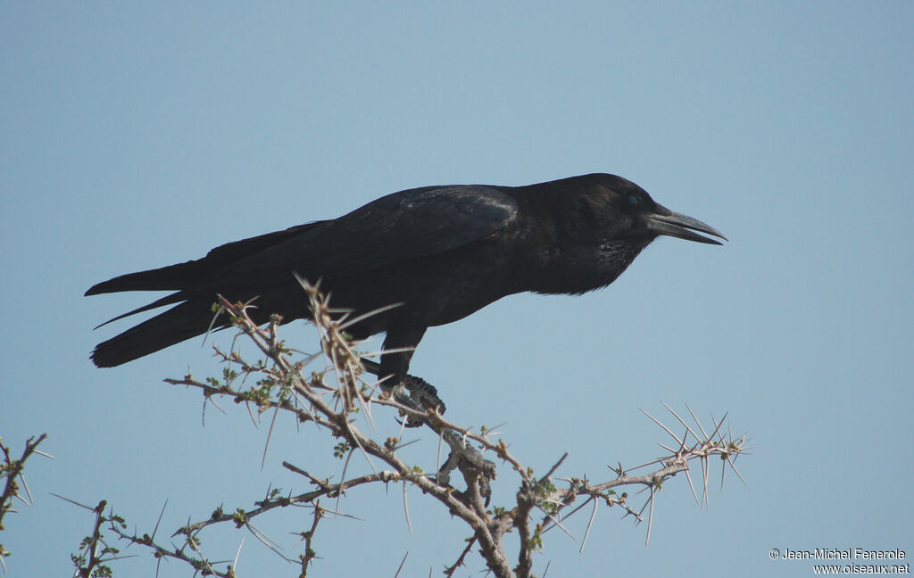 Cape Crow