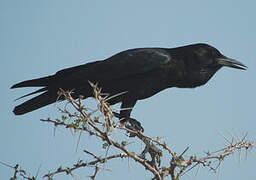 Cape Crow