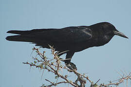 Cape Crow