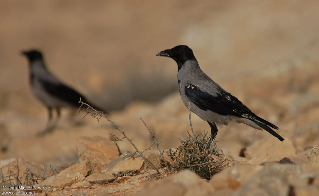 Hooded Crowadult