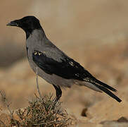 Hooded Crow