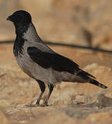 Hooded Crow