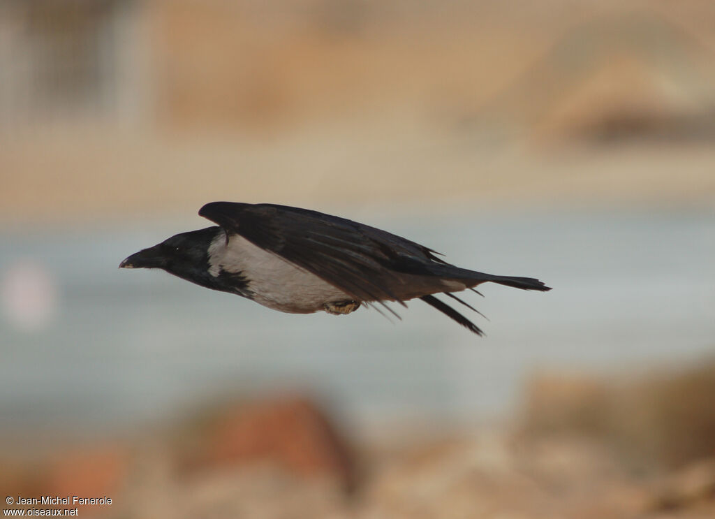 Hooded Crow